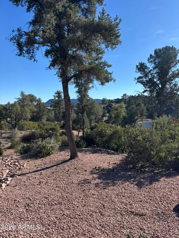 a view of a dry yard with trees
