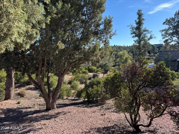 a view of a tree in the middle of a yard