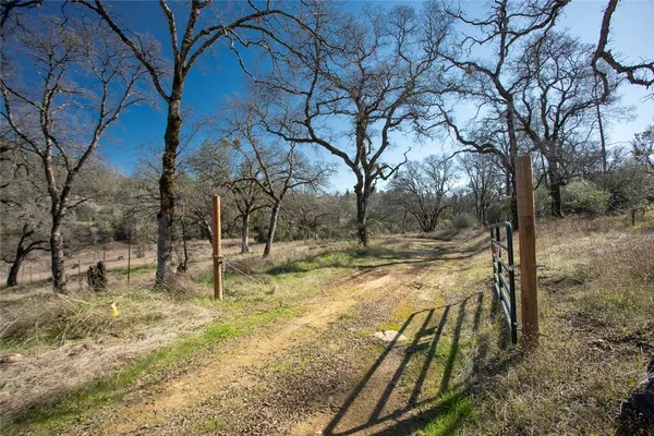 a view of yard with trees