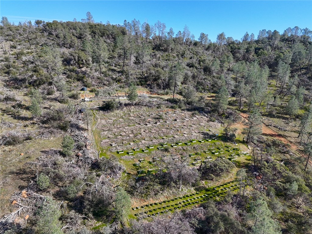 0 Condor Road Oroville, CA 95965 - Photo 14 of 41 a view of a forest with trees in the background