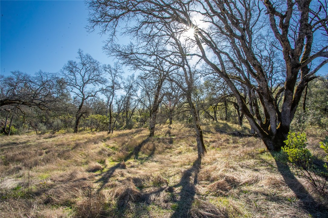 0 Condor Road Oroville, CA 95965 - Photo 33 of 41 a backyard of a house with large trees