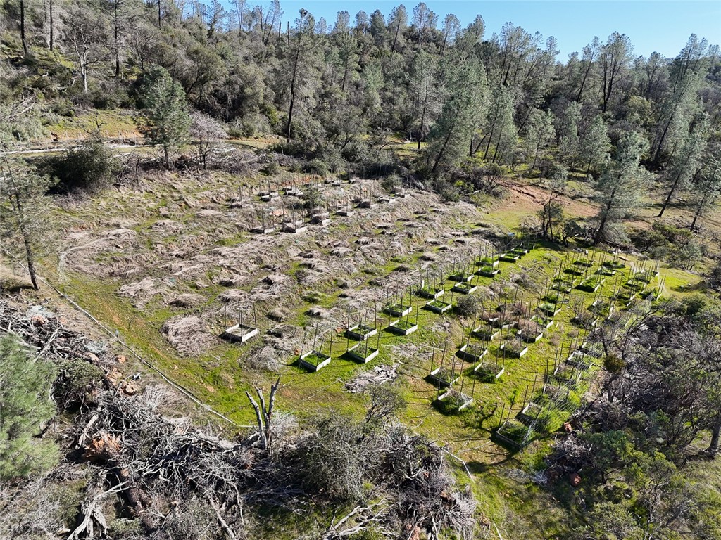 0 Condor Road Oroville, CA 95965 - Photo 8 of 41 a view of a garden with a tree