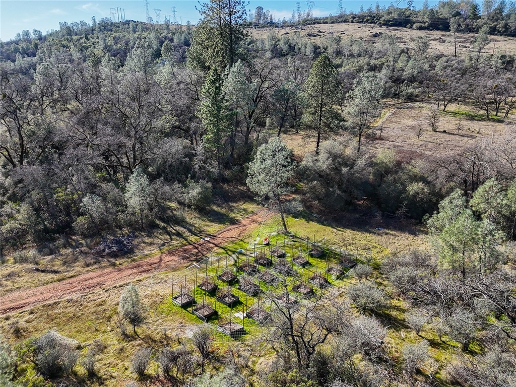 0 Condor Road Oroville, CA 95965 - Photo 9 of 41 a view of a yard with plants and trees