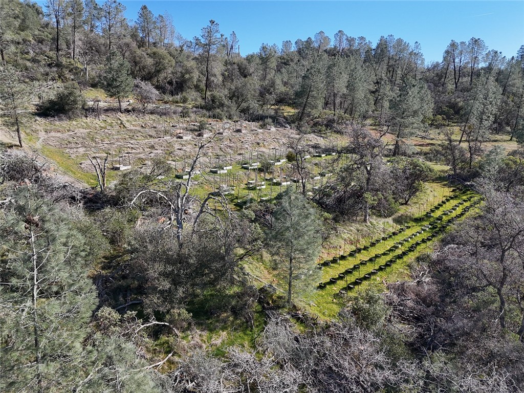 0 Condor Road Oroville, CA 95965 - Photo 10 of 41 a view of a yard with a tree