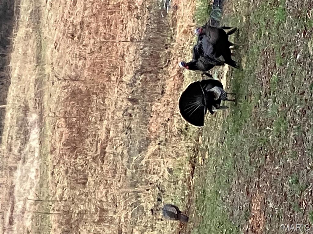 4101 Juedeman Road Cuba, MO 65453 - Photo 48 of 57