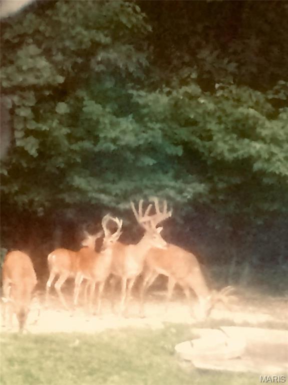 4101 Juedeman Road Cuba, MO 65453 - Photo 50 of 57