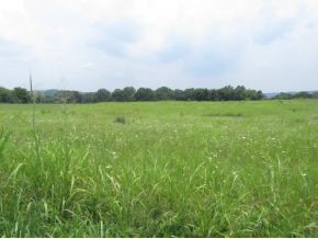 Lot 4 Harrison Road, Unit 7 White Pine, TN 37890 - Photo 3 of 4 Photo 3