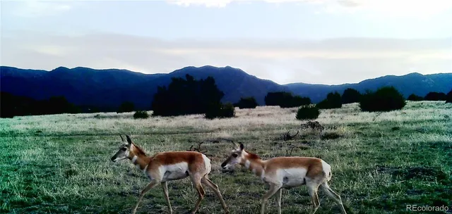 a view of a yard in the snow