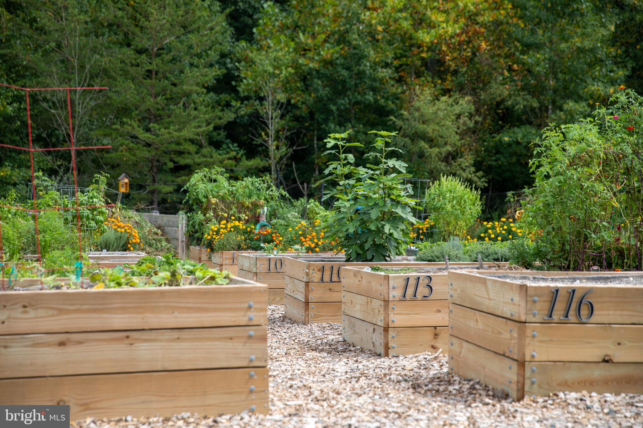 2857 Dragon Fly Way Odenton, MD 21113 - Photo 29 of 33 Grow your own vegetables