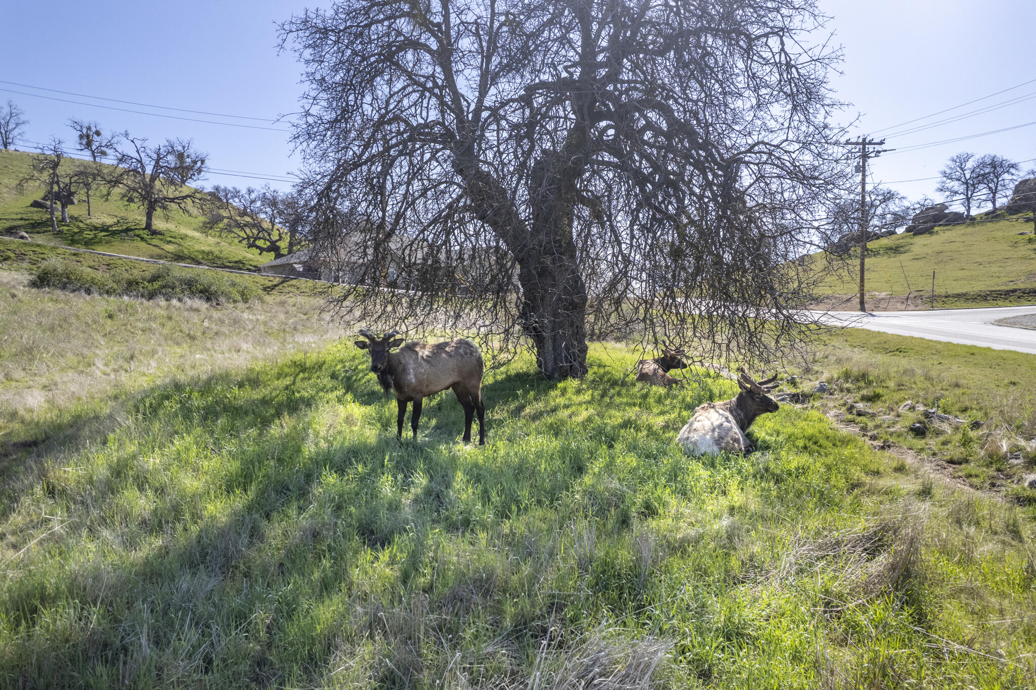 Jacks Hill Road Tehachapi, CA 93561 - Photo 7 of 7 a view of yard with green space