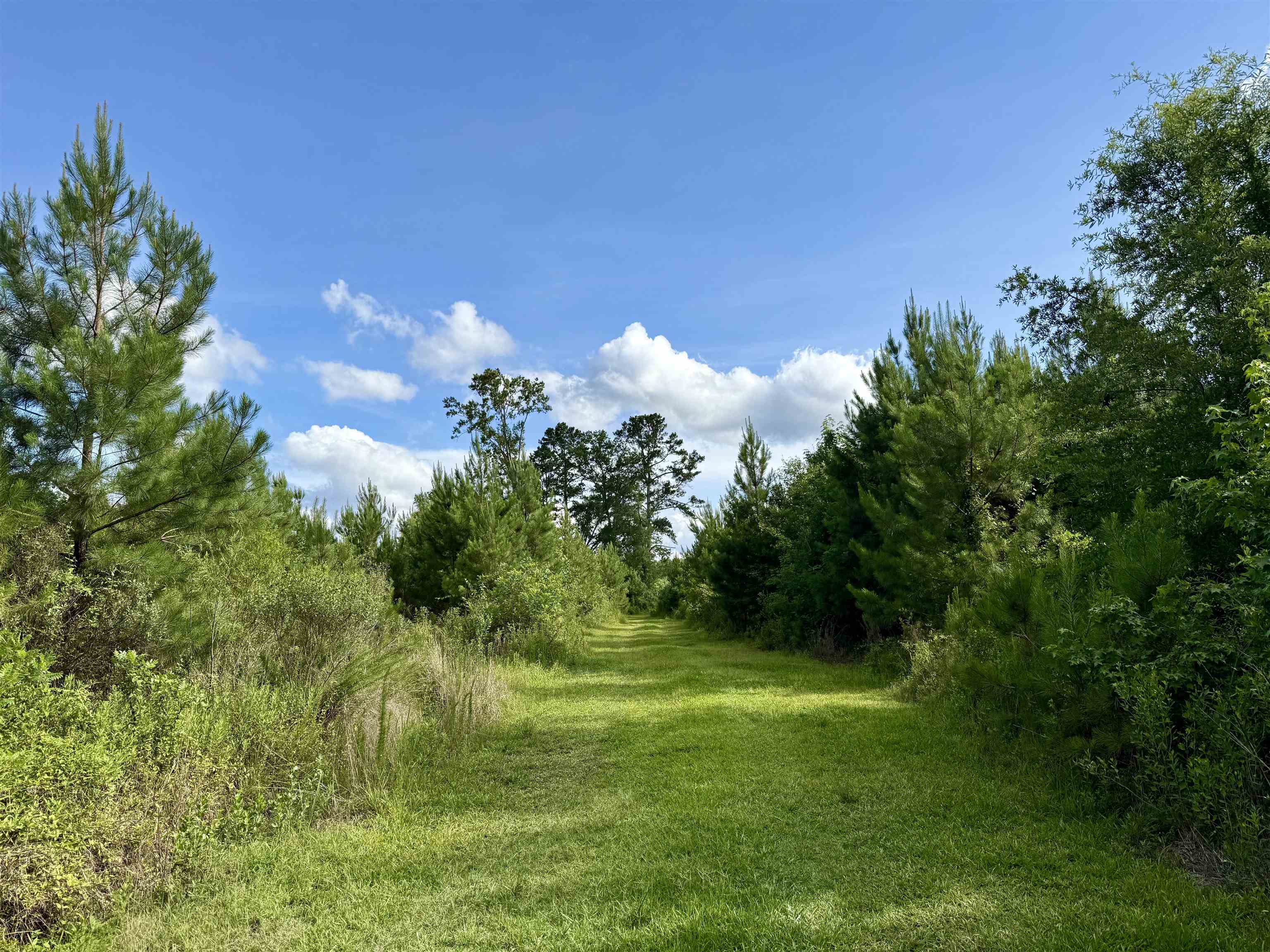 85-acres - Muddy Creek Road Hemingway, SC 29554 - Photo 4 of 31
