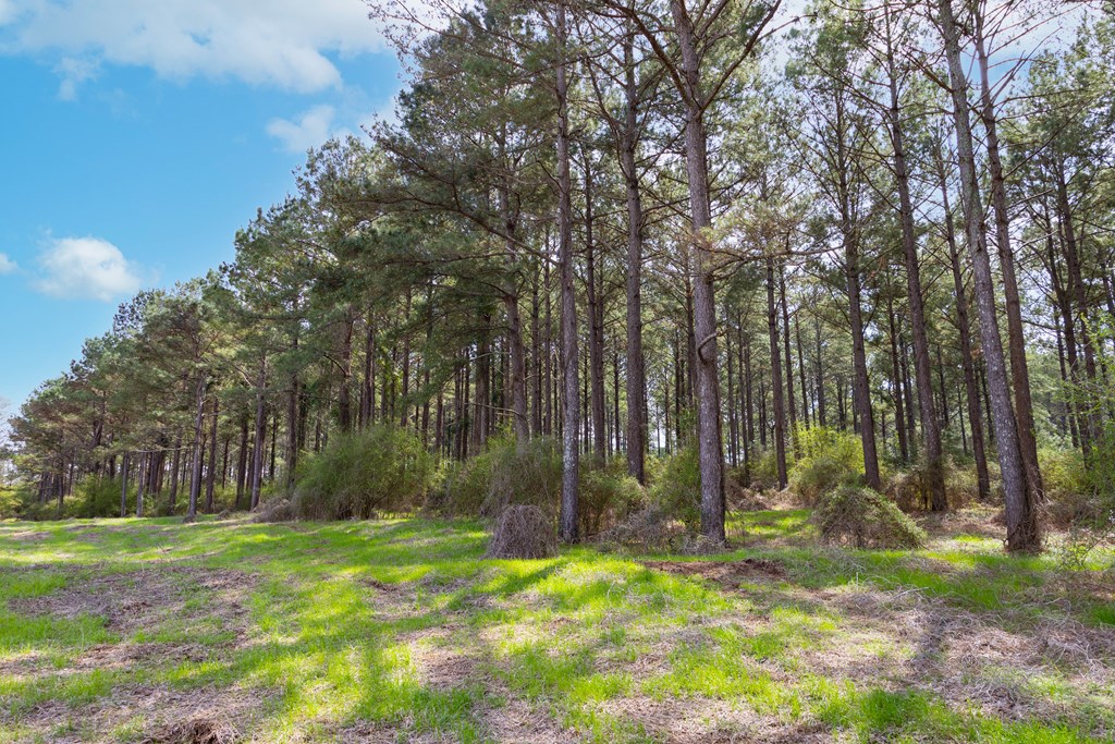 0 Double Creek Road Coffee Springs, AL 36318 - Photo 6 of 24