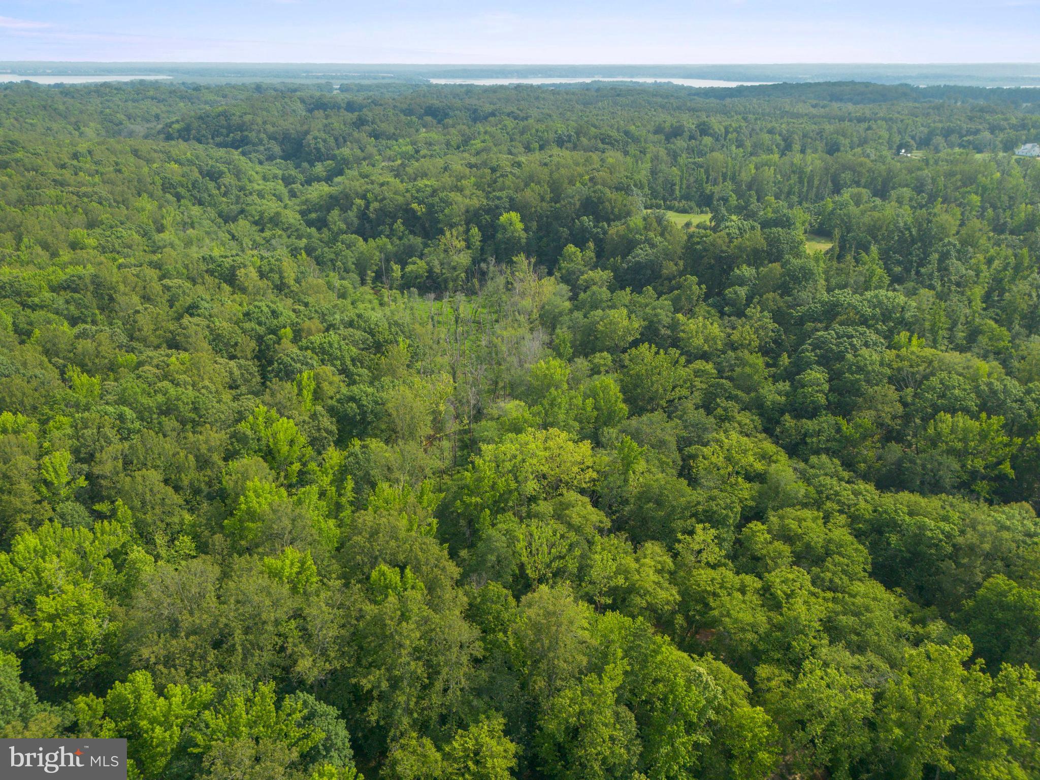 Lot 2 Salem Church Road King George, VA 22485 - Photo 3 of 10 a view of a lush green forest with trees and some houses