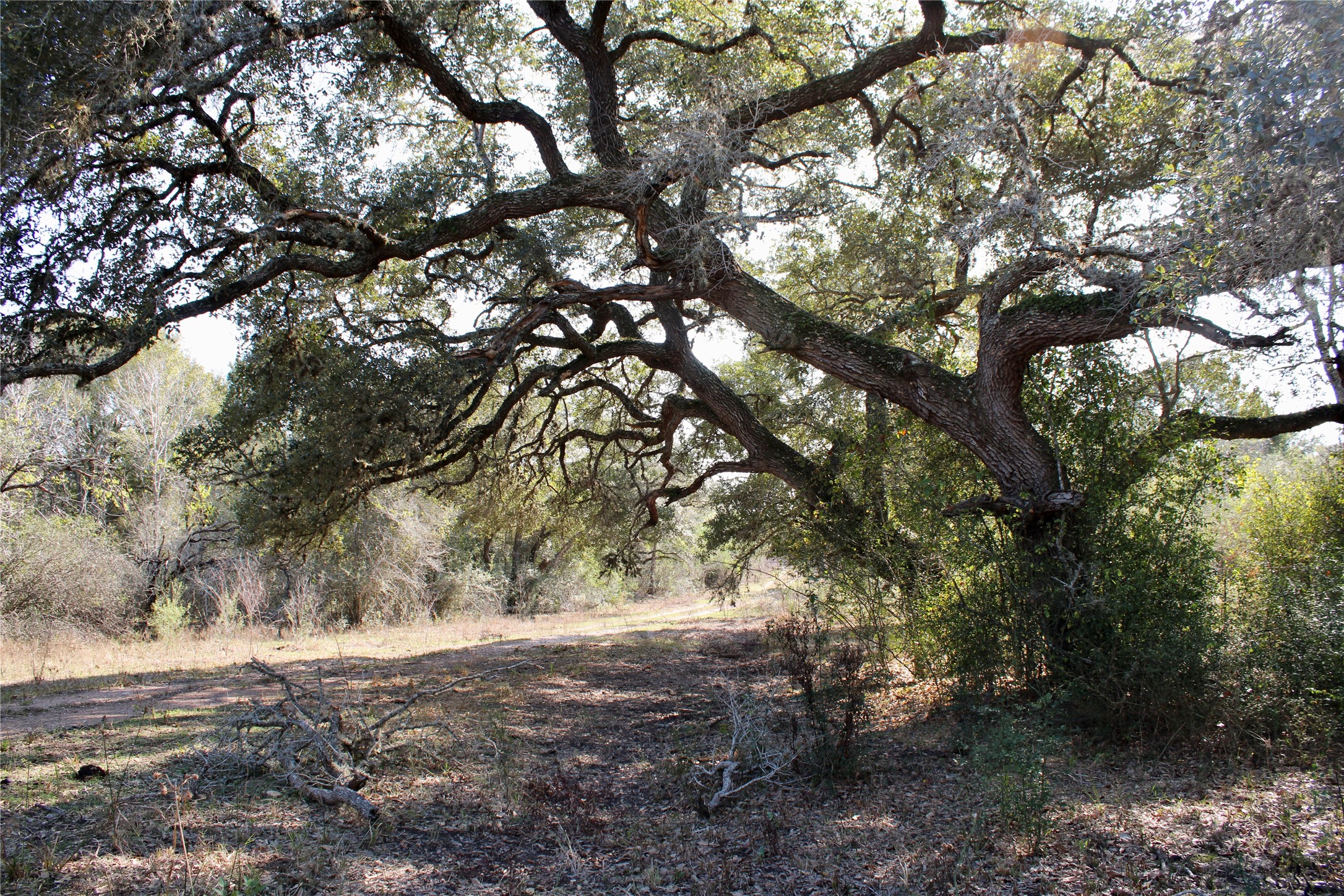 3514 US 90 Glidden, TX 78943 - Photo 15 of 18 a view of a yard with a tree