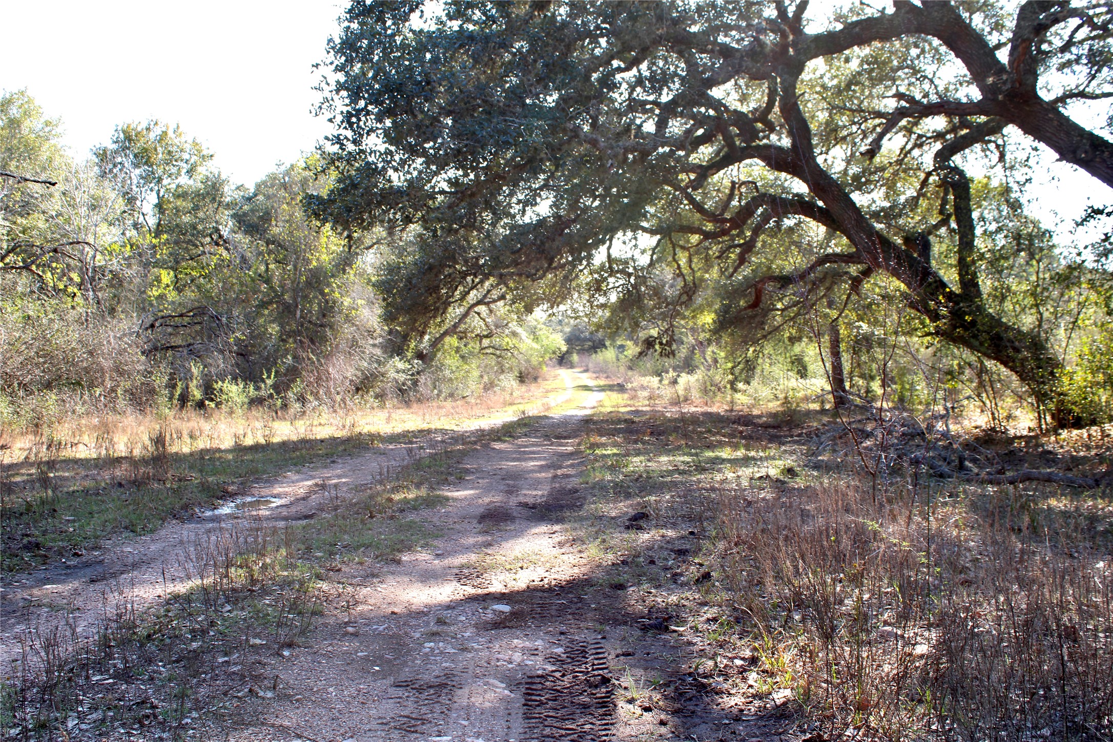 3514 US 90 Glidden, TX 78943 - Photo 16 of 18 a view of yard with trees