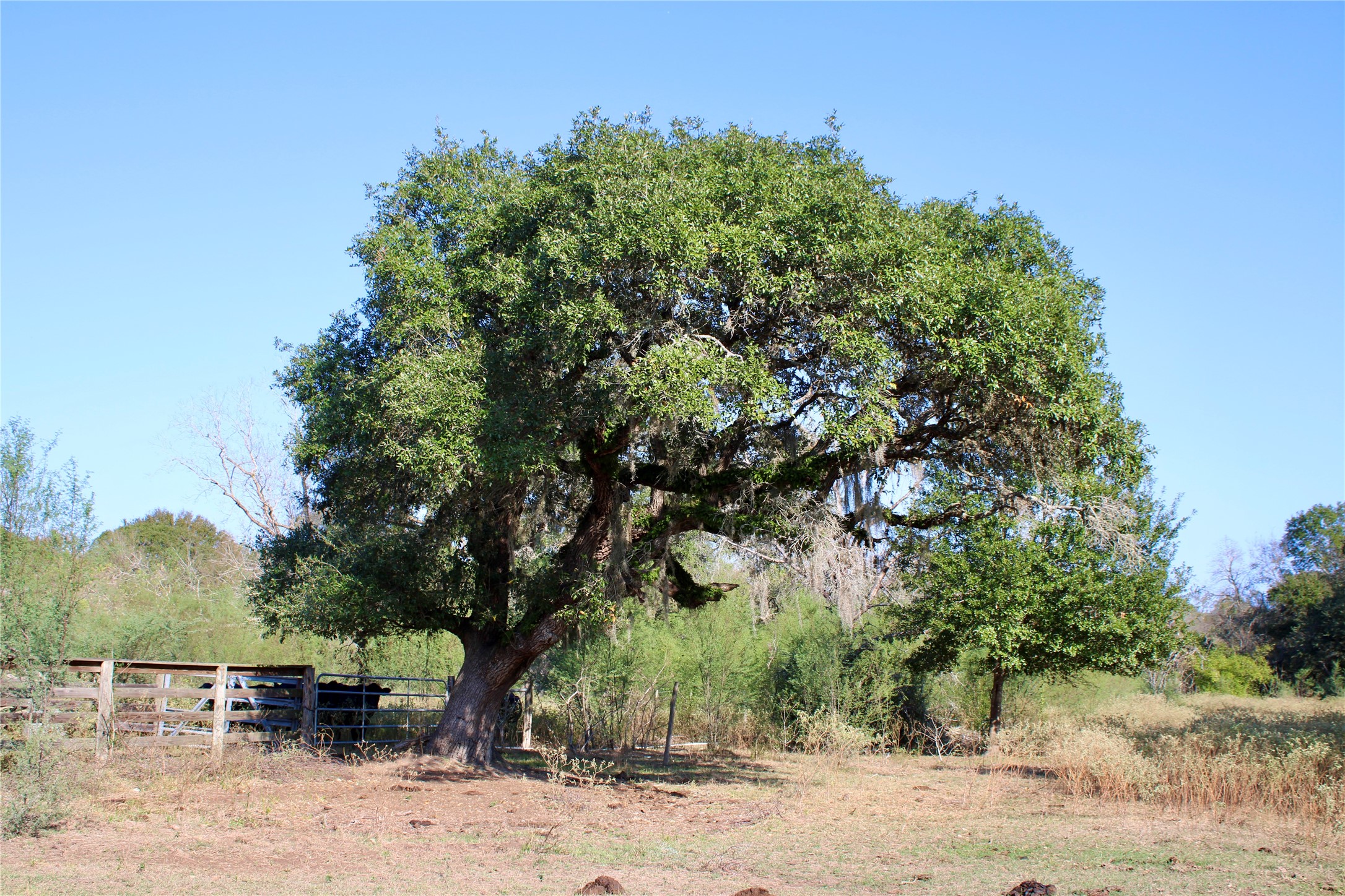 3514 US 90 Glidden, TX 78943 - Photo 4 of 18 a backyard of a house with lots of green space