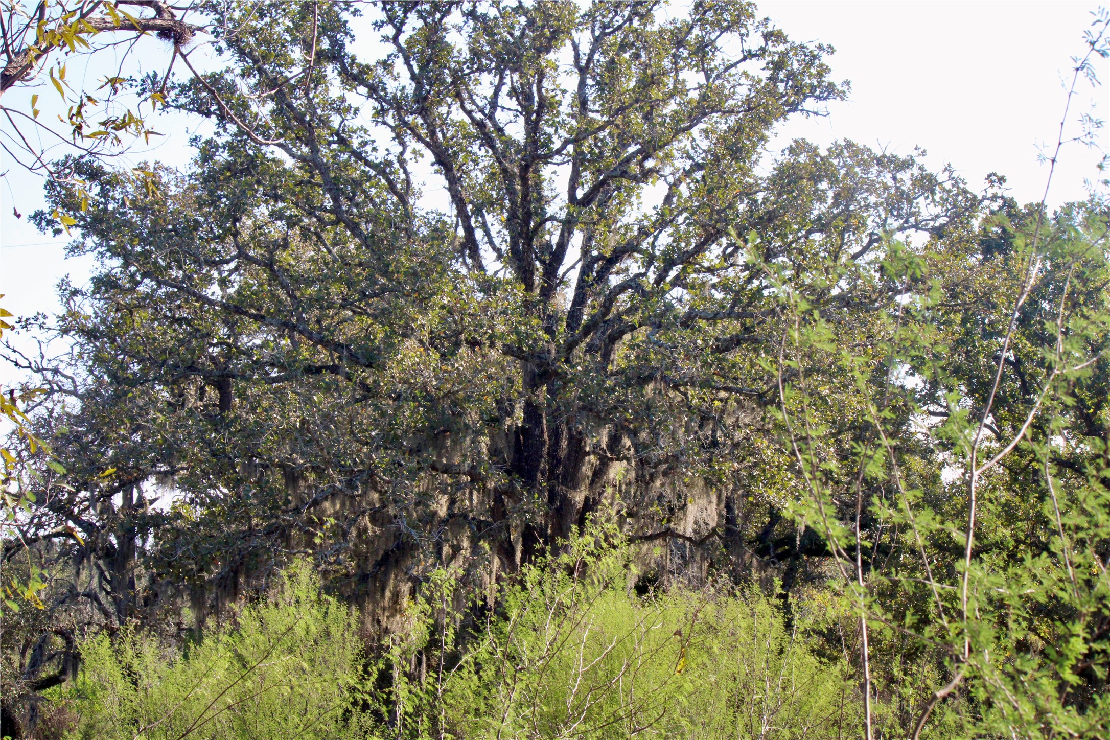 3514 US 90 Glidden, TX 78943 - Photo 6 of 18 a view of tree