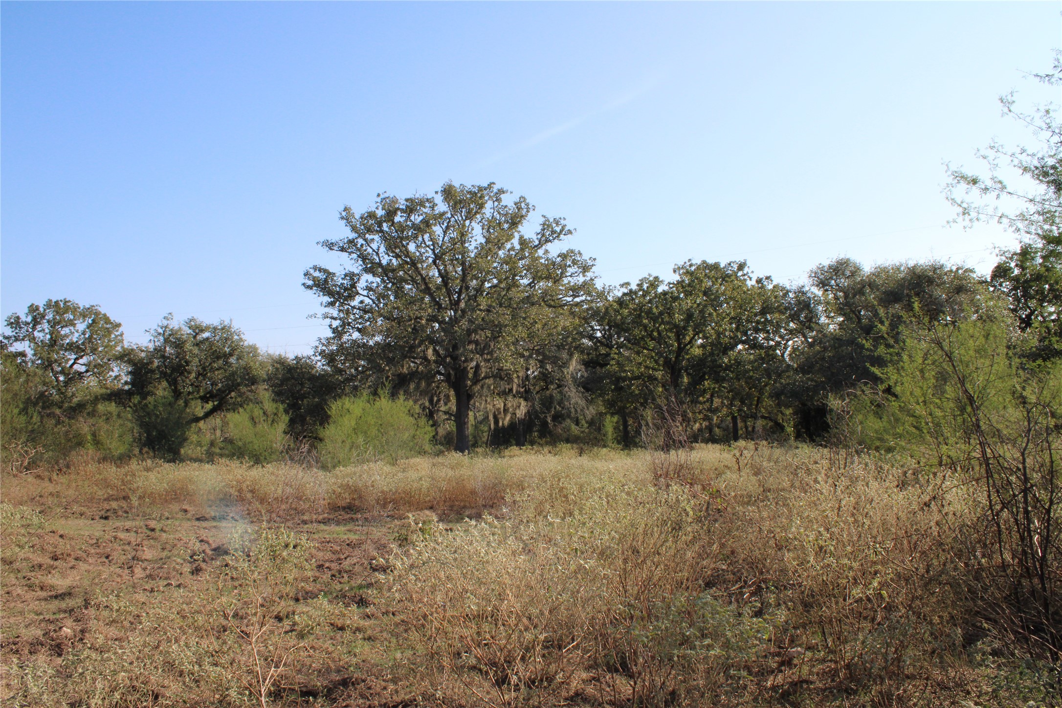 3514 US 90 Glidden, TX 78943 - Photo 7 of 18 a view of a covered with trees in the background