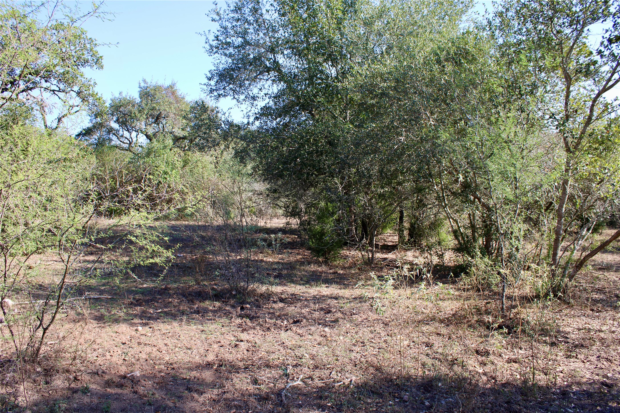 3514 US 90 Glidden, TX 78943 - Photo 10 of 18 a view of a yard with plants and trees