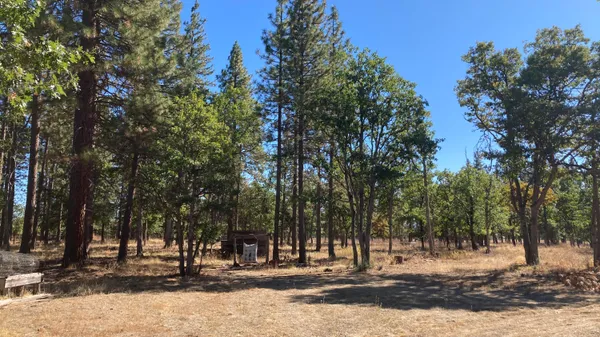 a view of a yard with trees