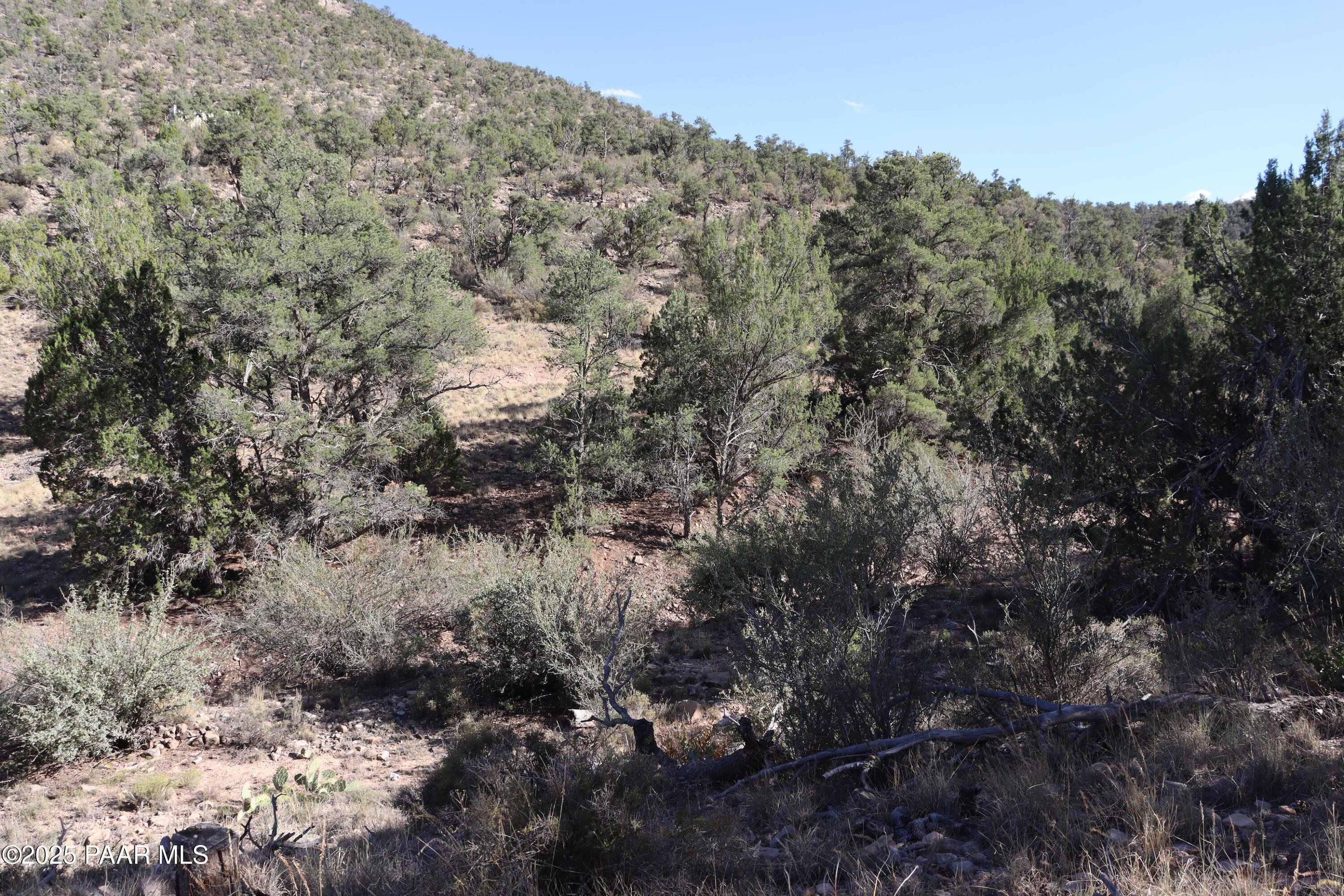 3085 North Diablo Road Chino Valley, AZ 86323 - Photo 6 of 24 a view of a forest with lots of trees