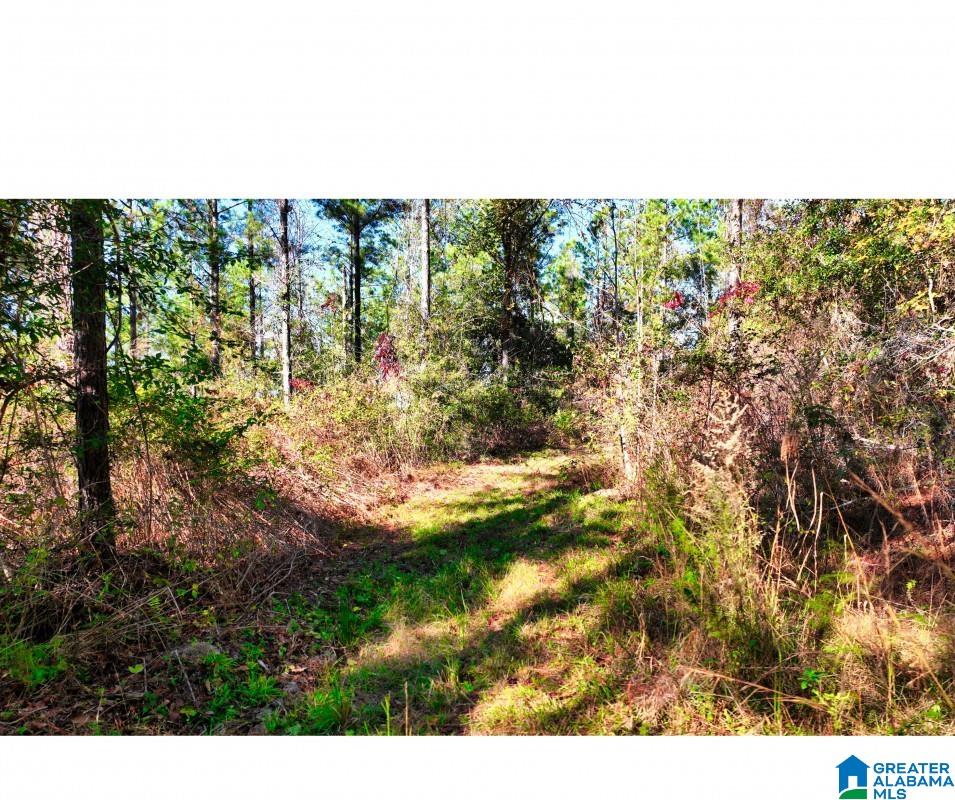 0 Cemetery Road Marion, AL 36756 - Photo 6 of 7