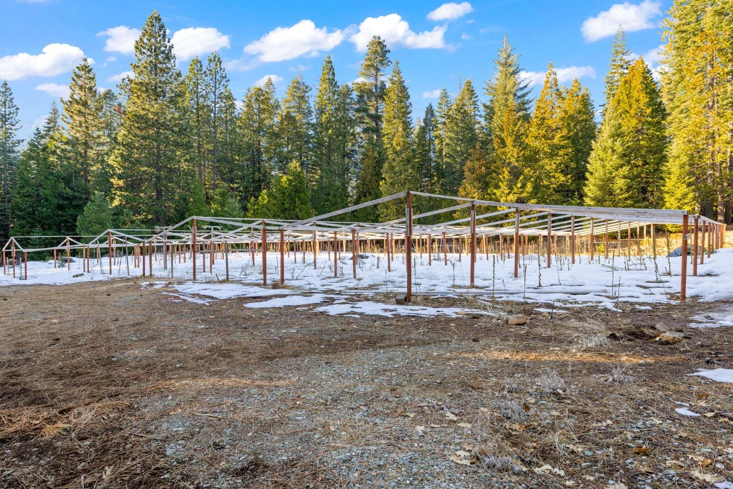 16277 Ophir Silver Road Nevada City, CA 95959 - Photo 20 of 51 a view of a yard with palm trees