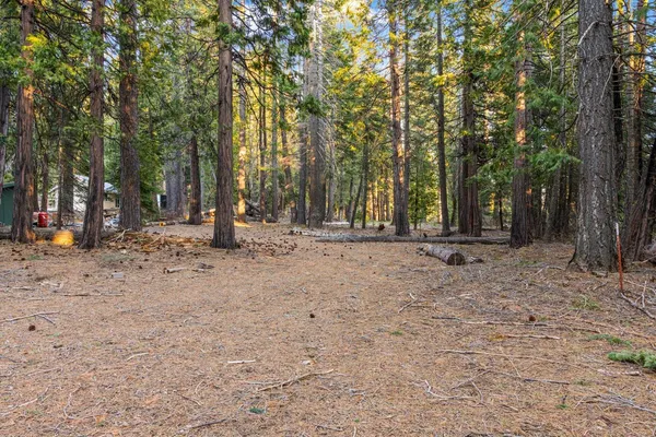 a view of a backyard with trees