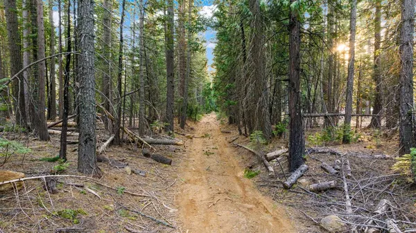 a view of a yard with trees