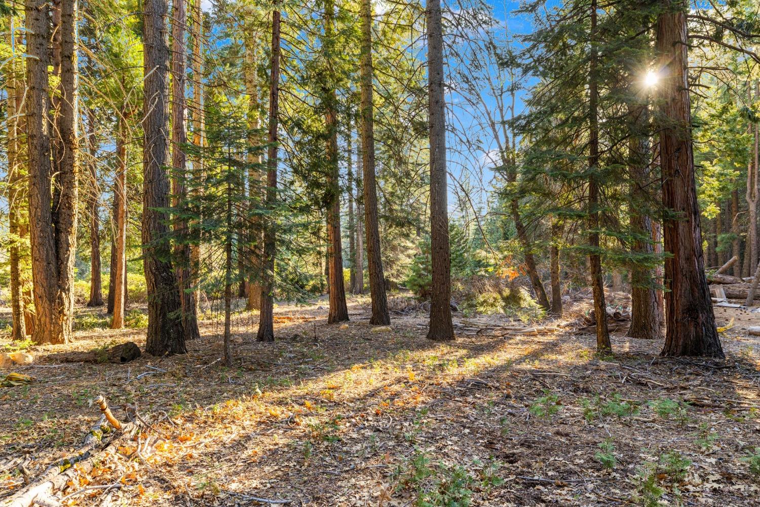 16277 Ophir Silver Road Nevada City, CA 95959 - Photo 7 of 51 a view of outdoor space with trees
