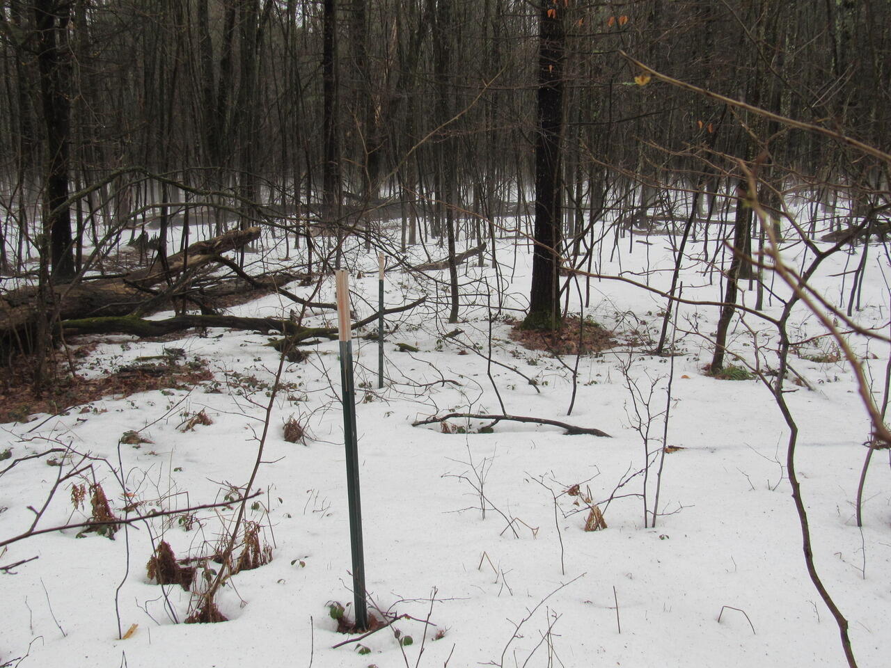 Ivy Road Roscommon, MI 48653 - Photo 3 of 13 Gallery Image 3