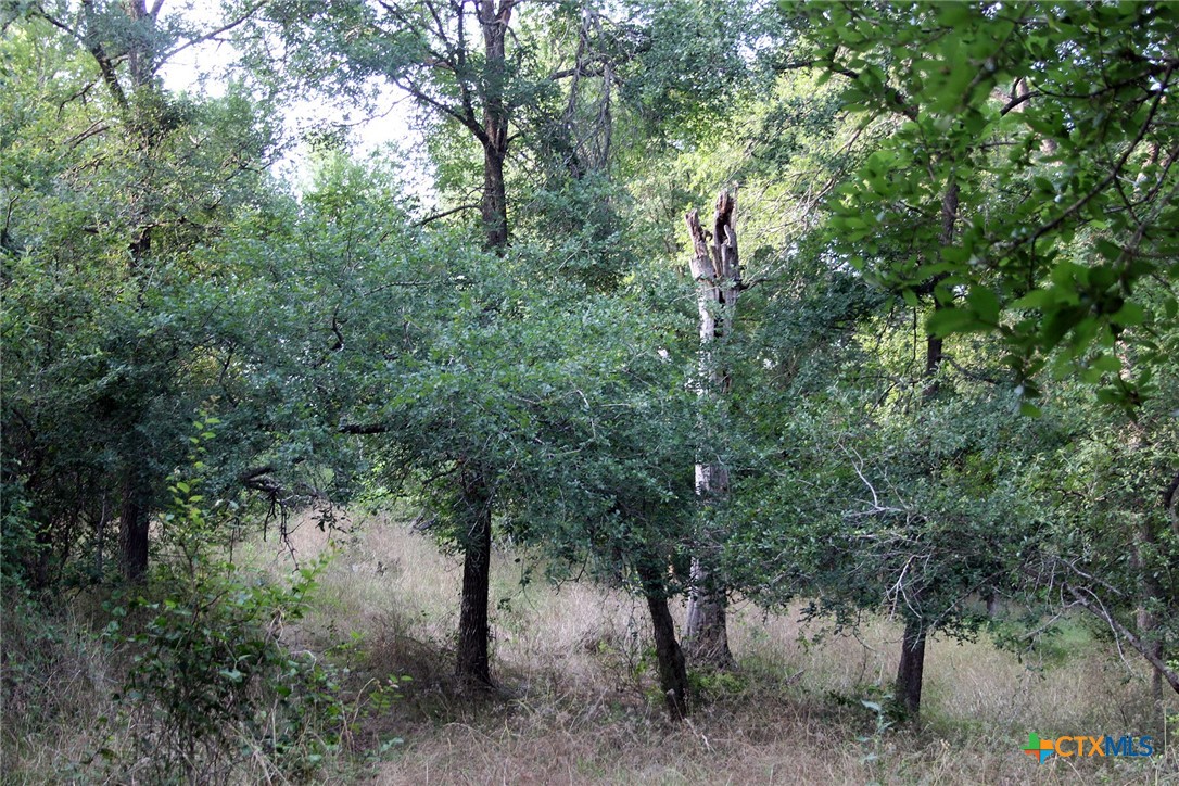 108 Sorrell Street Red Rock, TX 78662 - Photo 19 of 36 a view of a forest with trees in the background