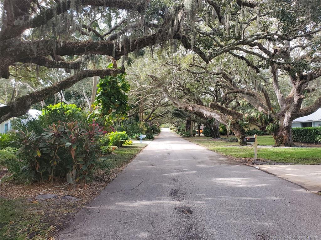 Beautiful Oak lined street