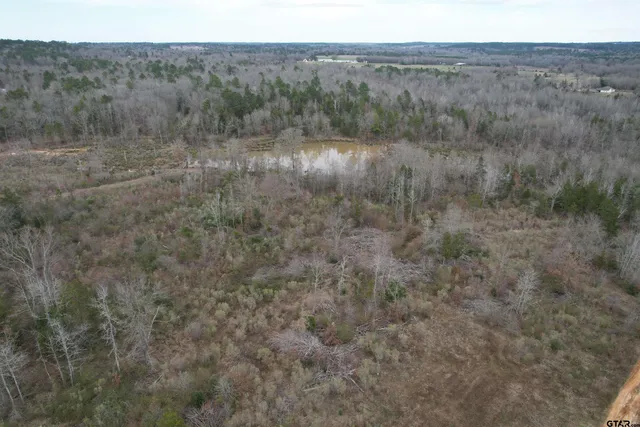a view of a lush green forest with trees in the background