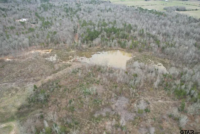 a view of a forest with trees in the background
