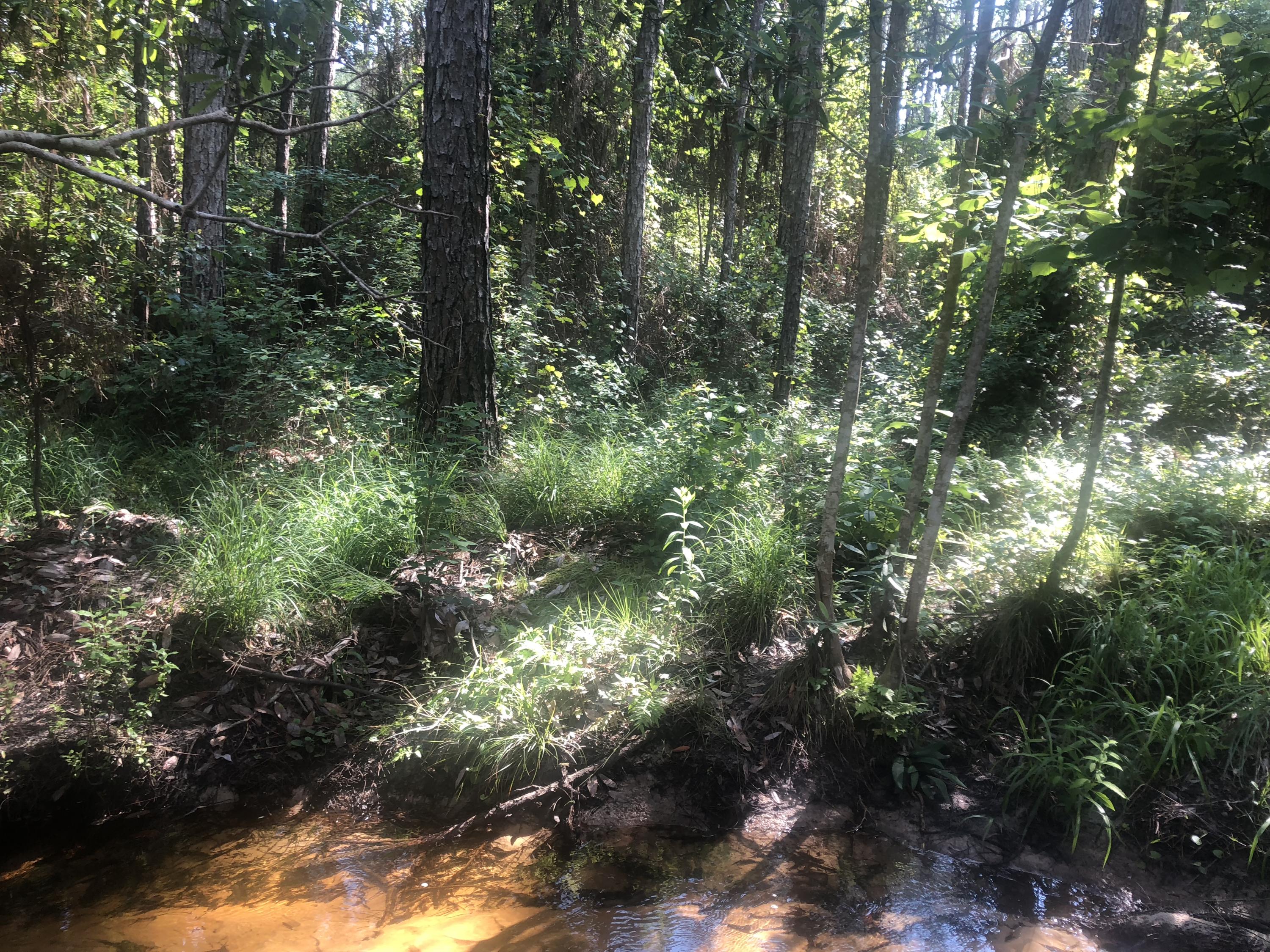 Xxx Saunders Road Freeport, FL 32439 - Photo 11 of 15 Gallery Image 11