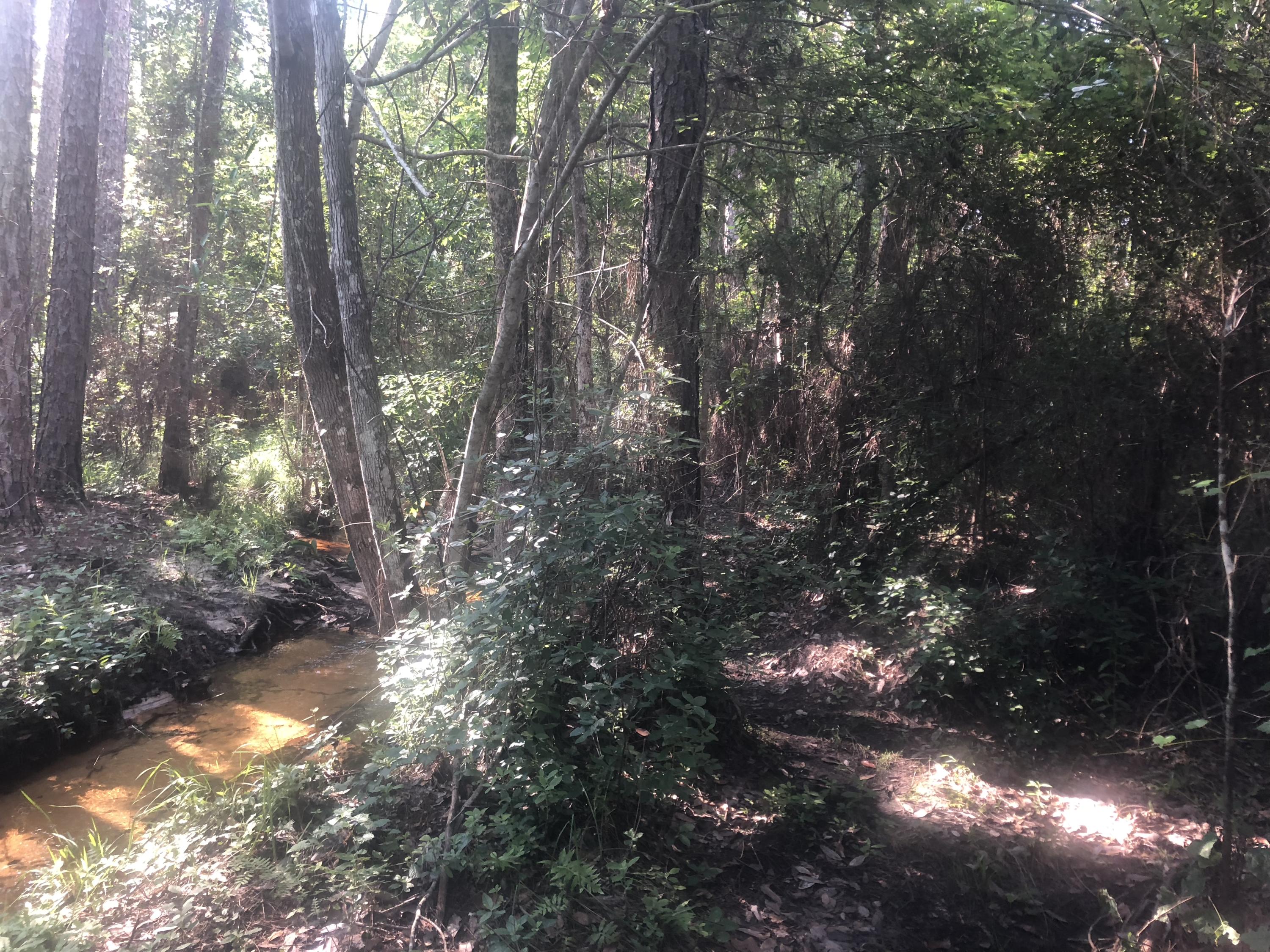 Xxx Saunders Road Freeport, FL 32439 - Photo 3 of 15 Gallery Image 3