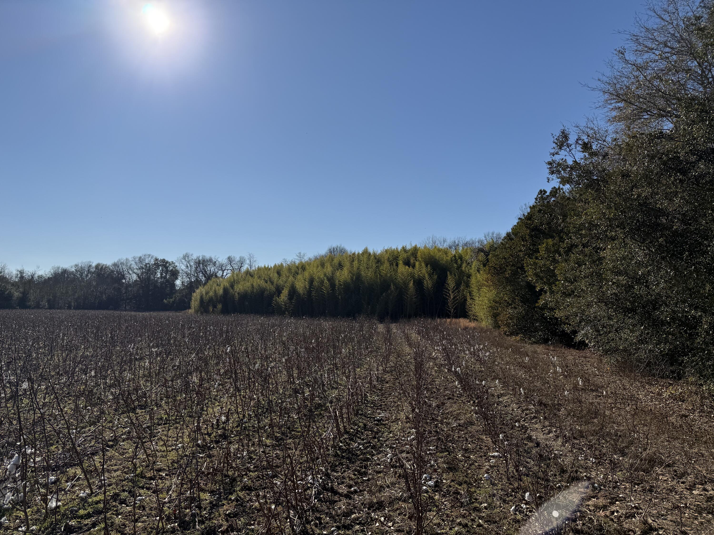 0 Barnwell Street Springfield, SC 29146 - Photo 34 of 56 IMG_4732