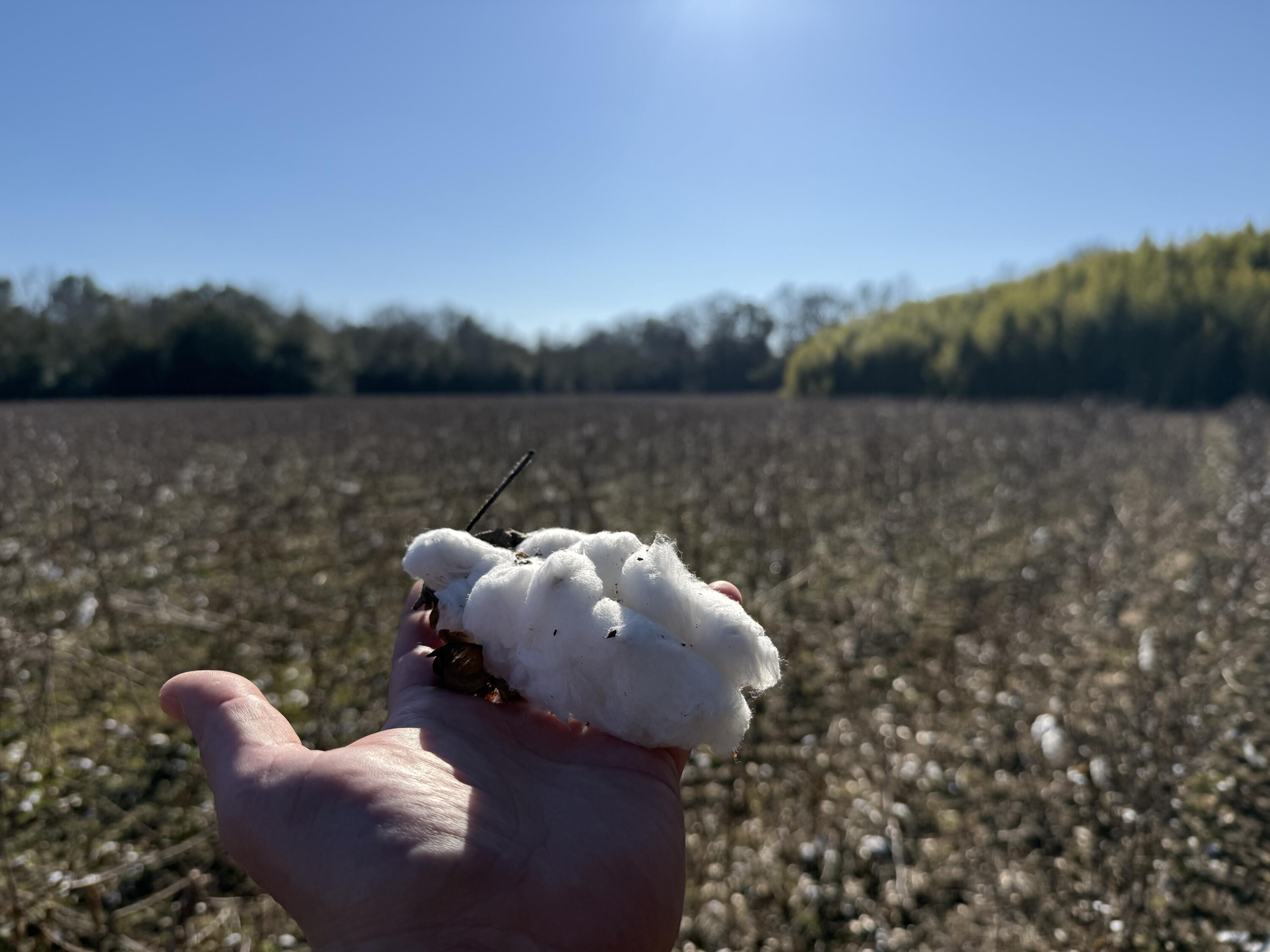 0 Barnwell Street Springfield, SC 29146 - Photo 35 of 56 IMG_4733