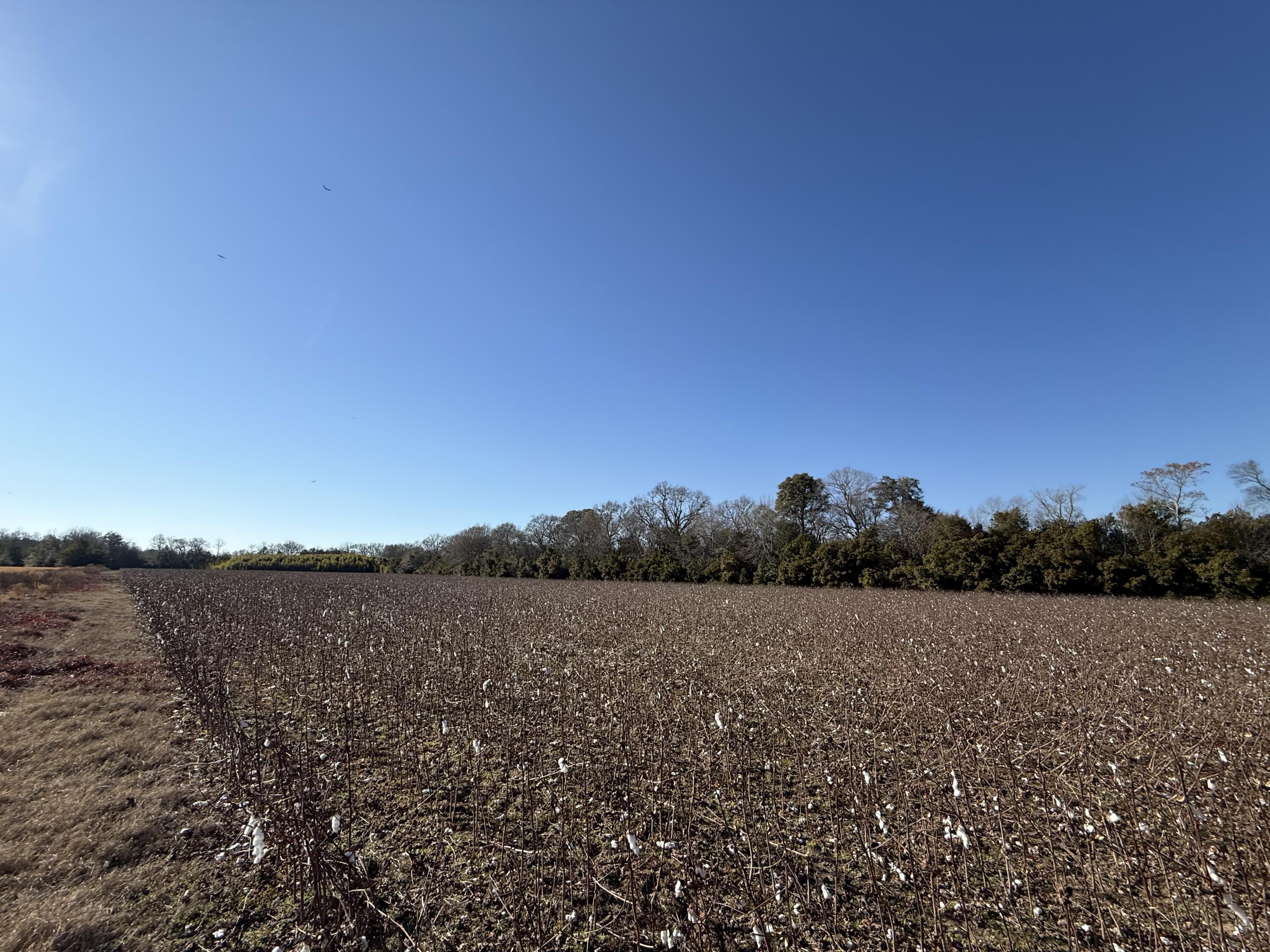 0 Barnwell Street Springfield, SC 29146 - Photo 50 of 56 IMG_4749