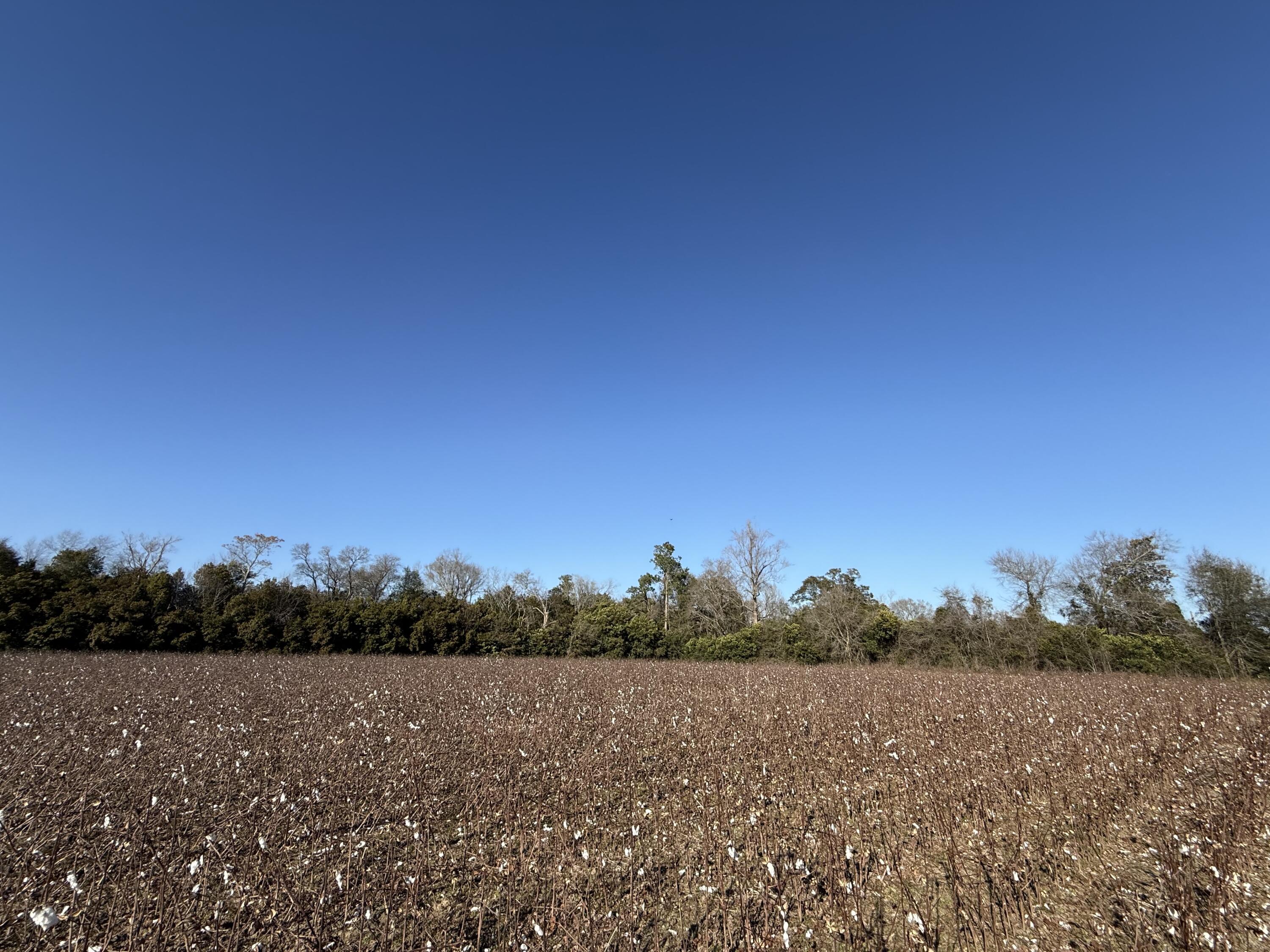 0 Barnwell Street Springfield, SC 29146 - Photo 51 of 56 IMG_4750