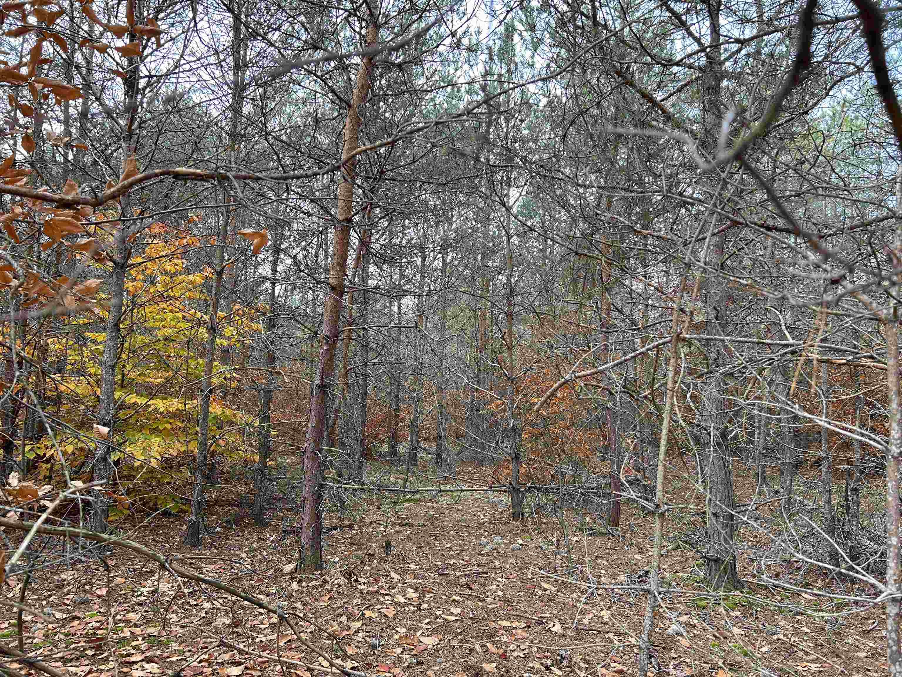 669 Rd Thompsonville Mi 49683 Road Beulah, MI 49617 - Photo 4 of 17