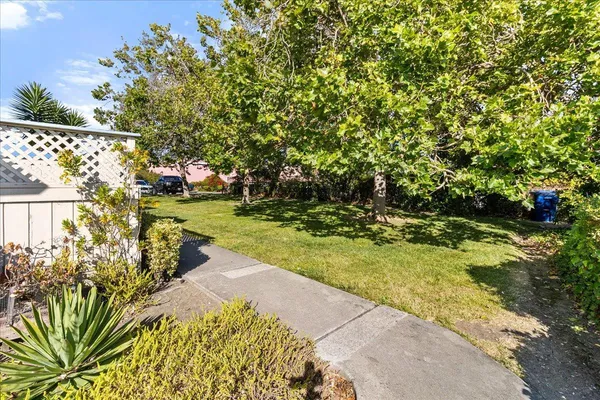 a view of a yard with plants and large trees