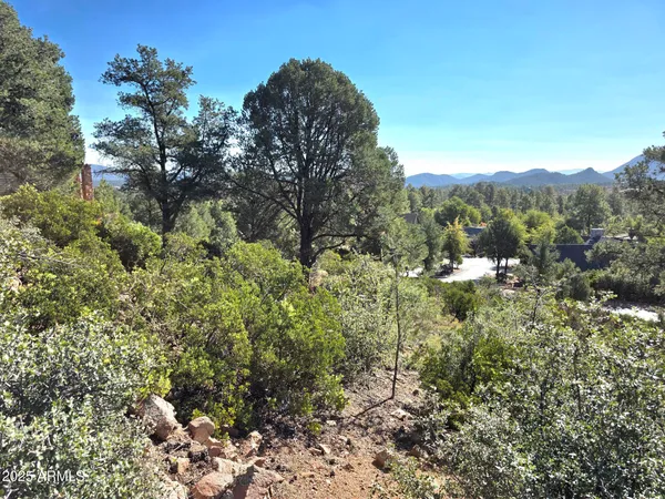 a view of a forest with a tree