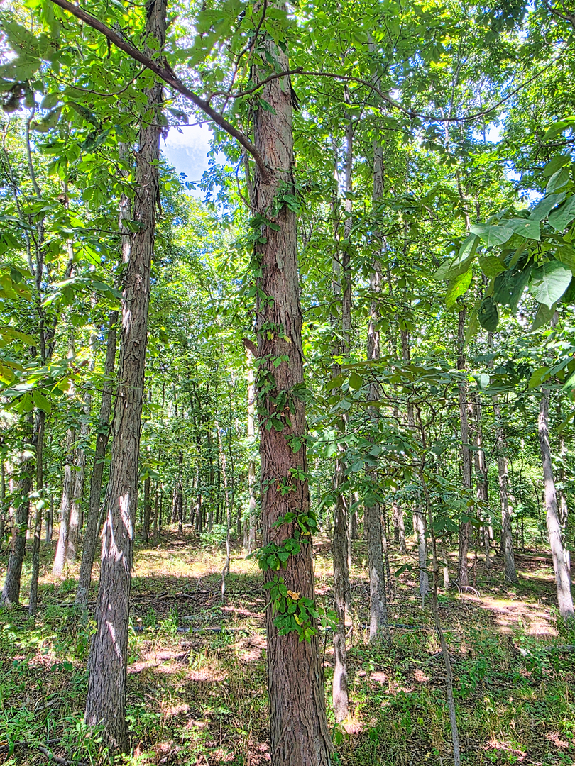 7507 Krutsinger Road Kinmundy, IL 62854 - Photo 91 of 100 Gallery Image 91