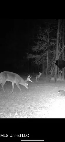 $2,150,000 | Alfred Phelps Lane, Lexington, MS 39095