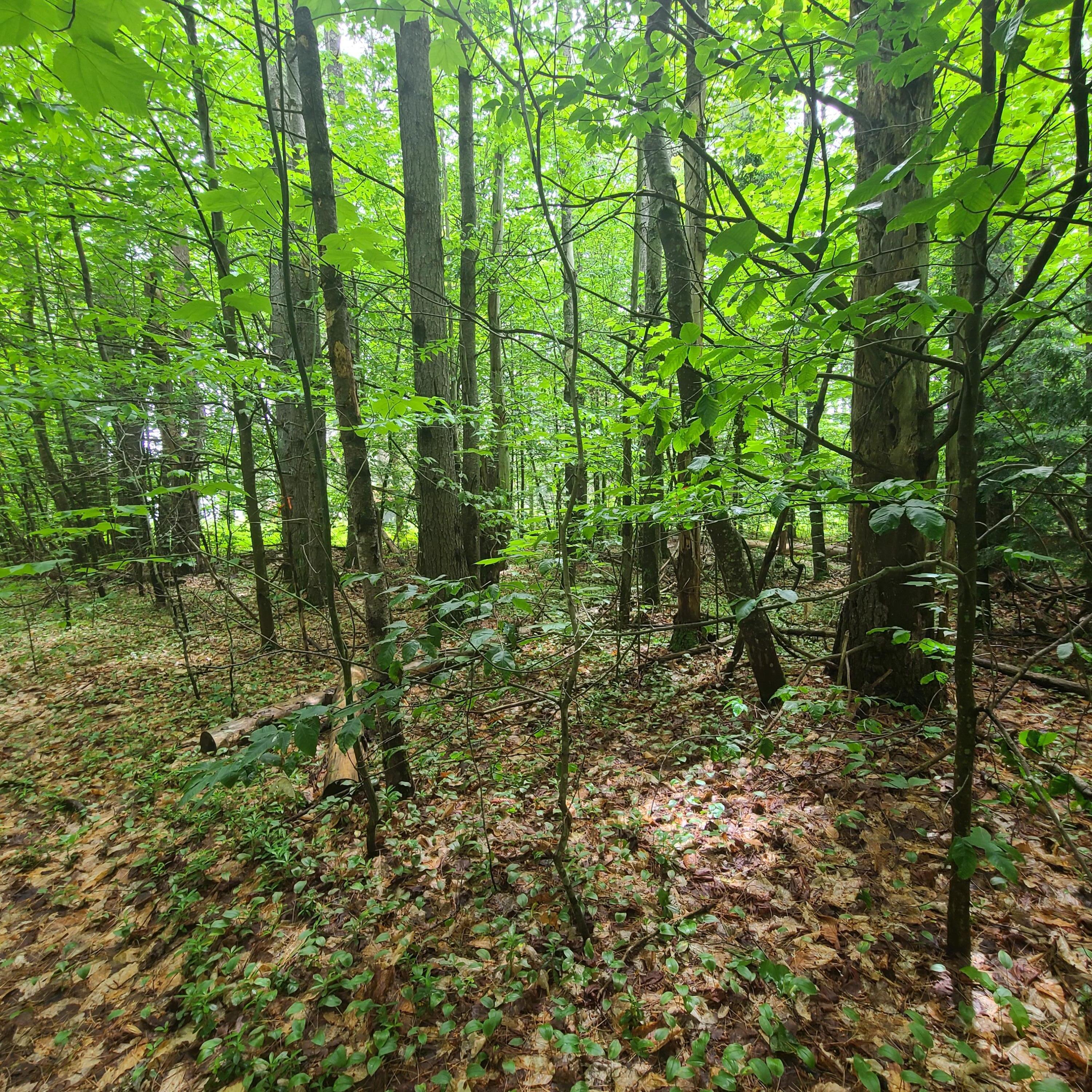 31 Flat Road Bethel, ME 04217 - Photo 16 of 18 1000011895