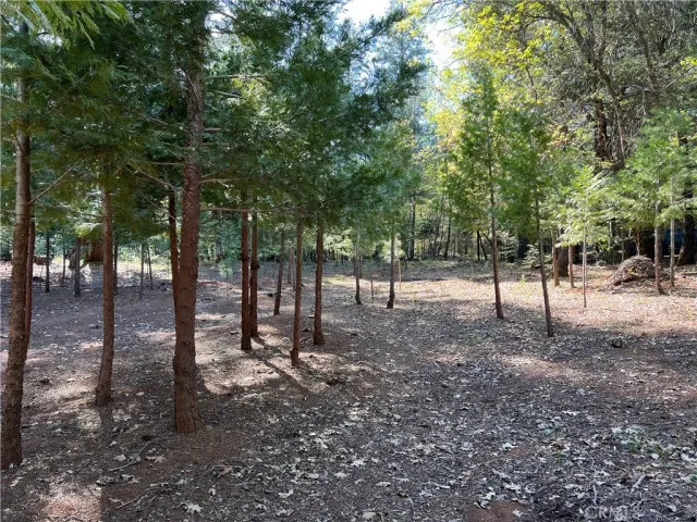 a view of a yard with plants and trees