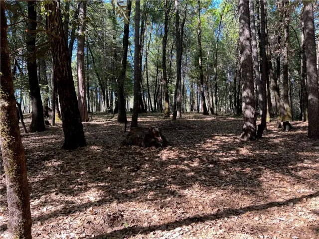 a view of a trees with yard