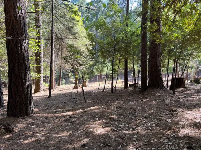 a view of a tree with a trees